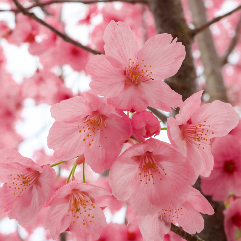 flor de cerezo
